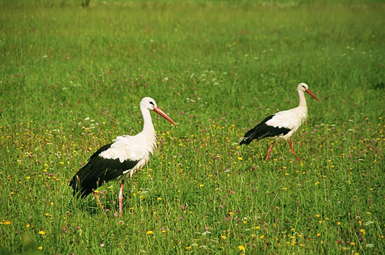 white stork