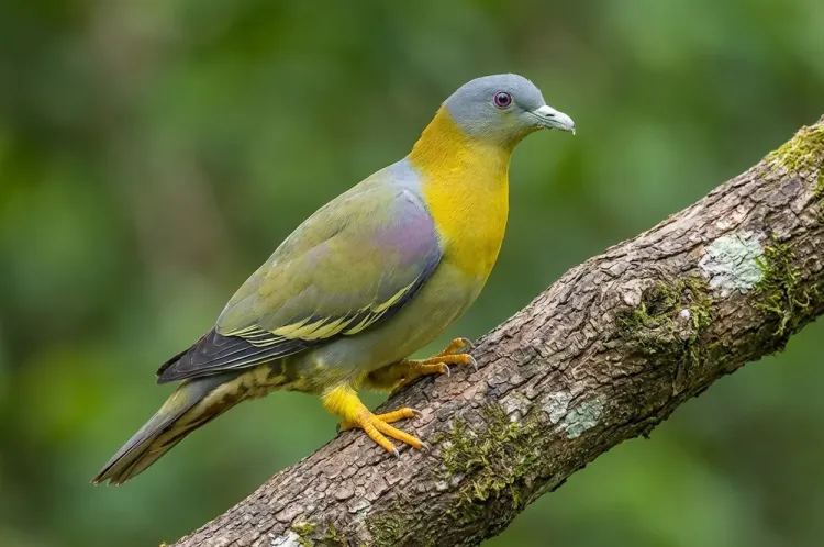 हरोळी, हिरवा होला