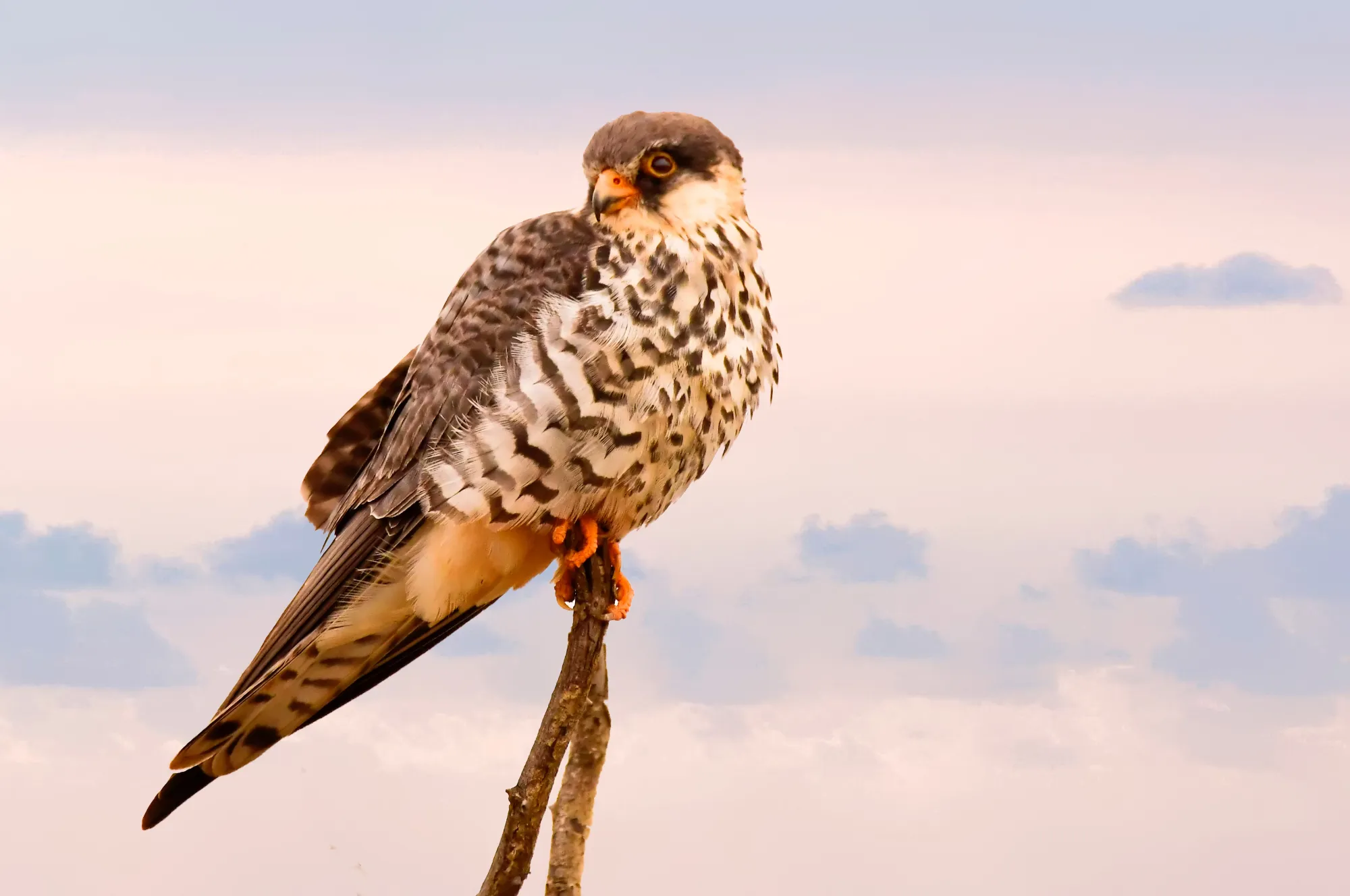 amur falcon