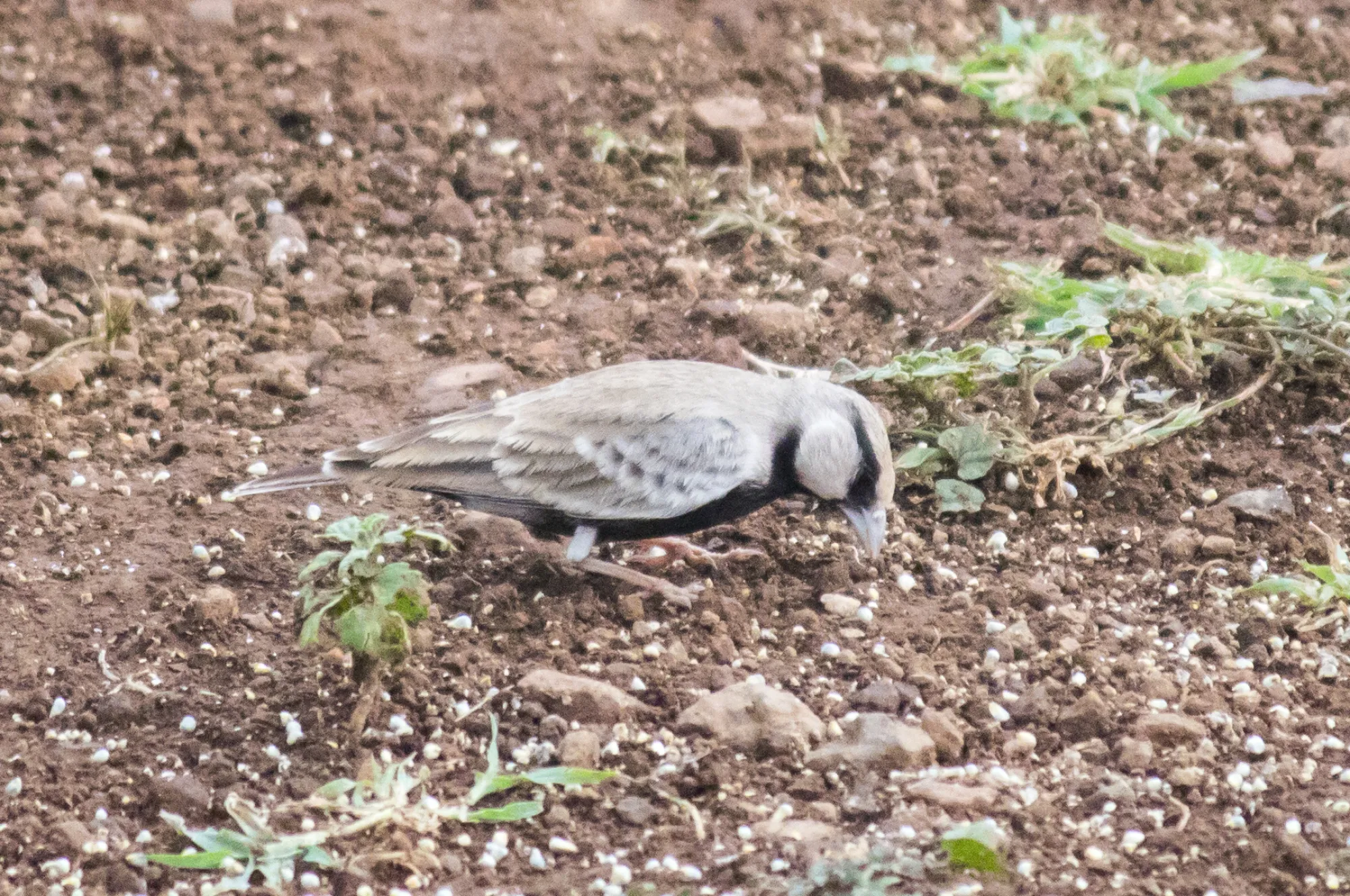 ashy crowned sparrow lark