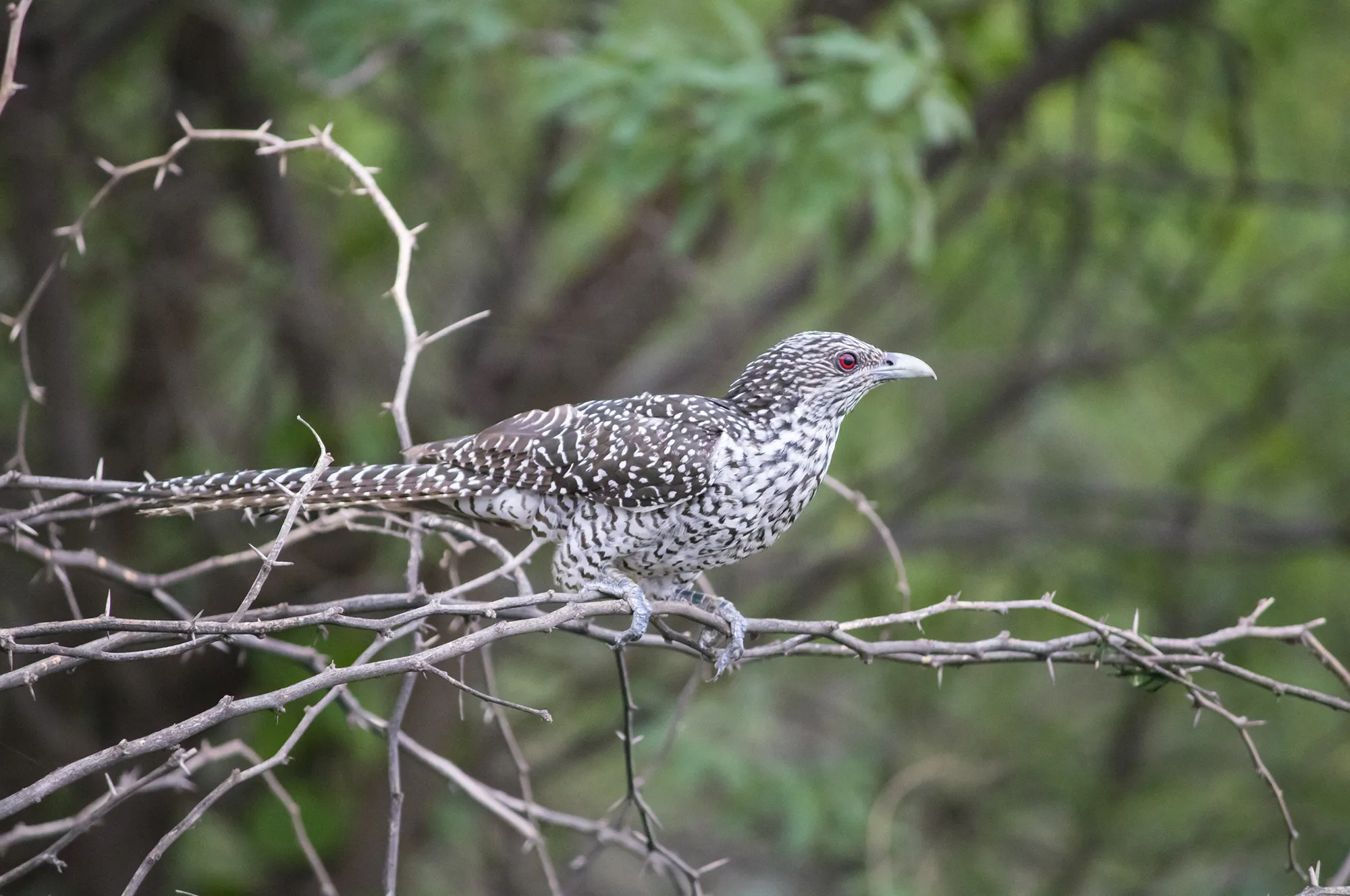 asian koel