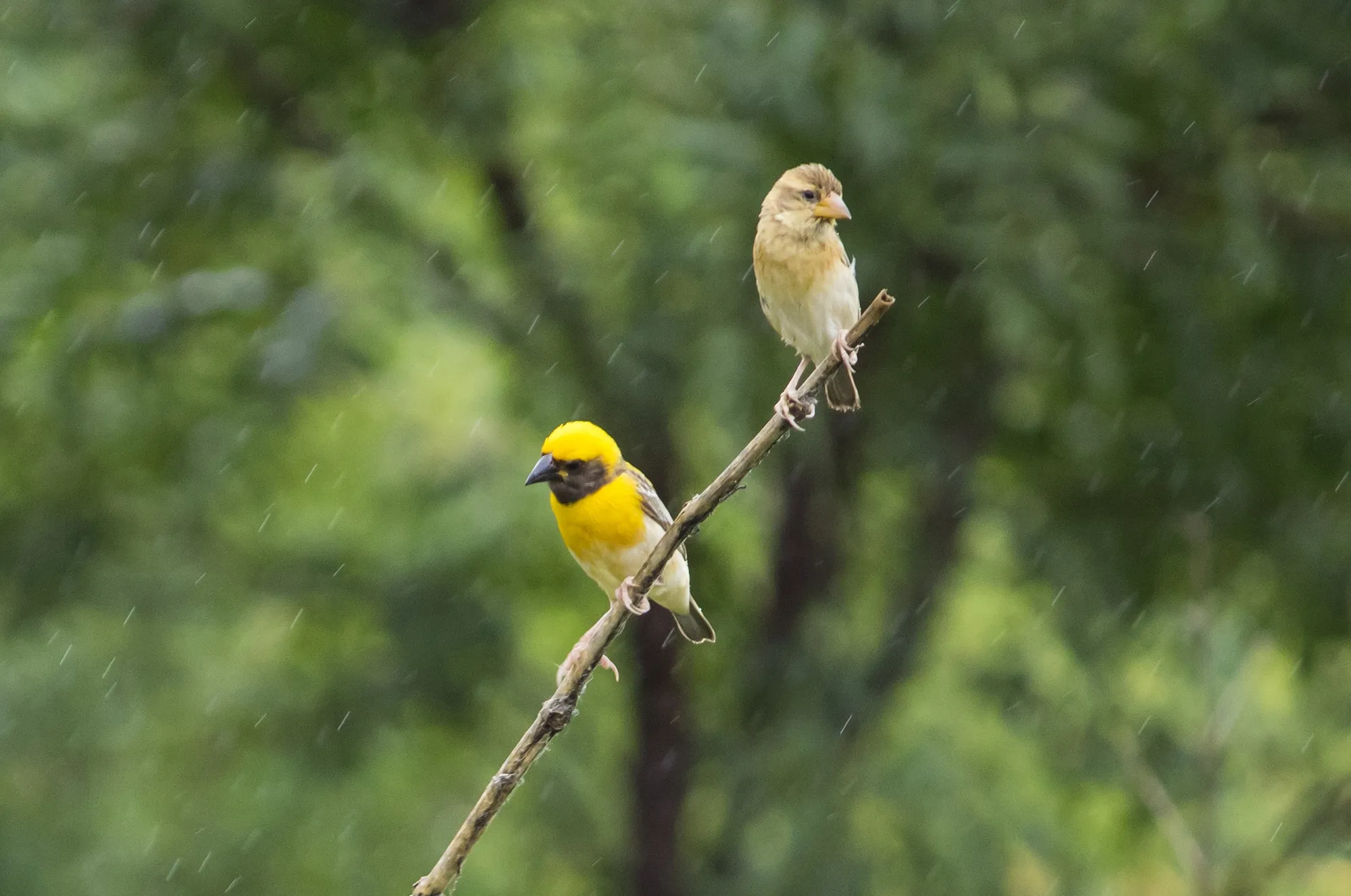 baya weaver