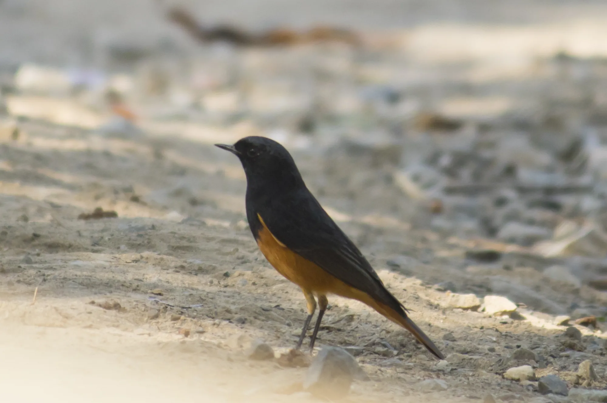 black redstart