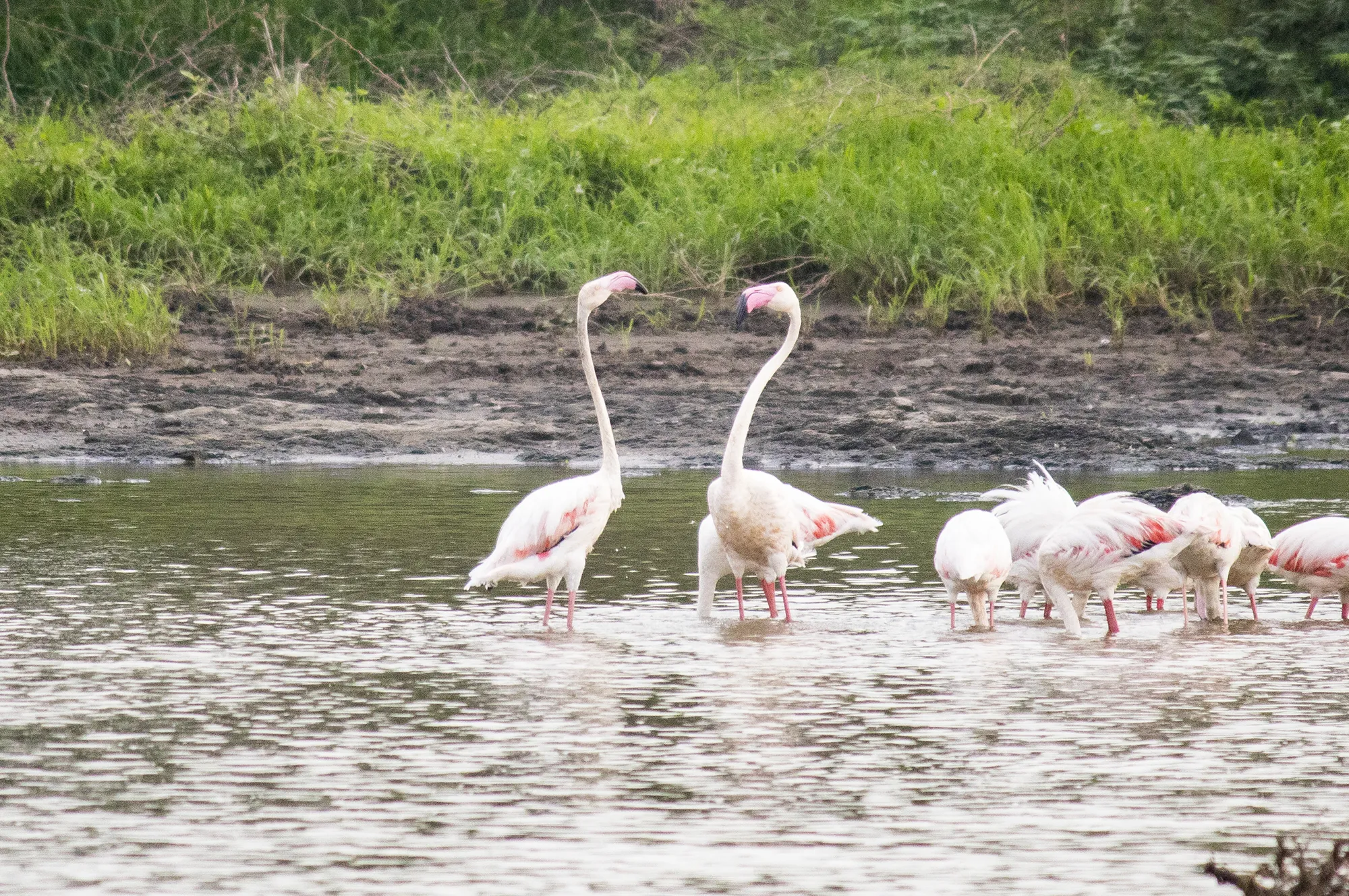 greater flamingo