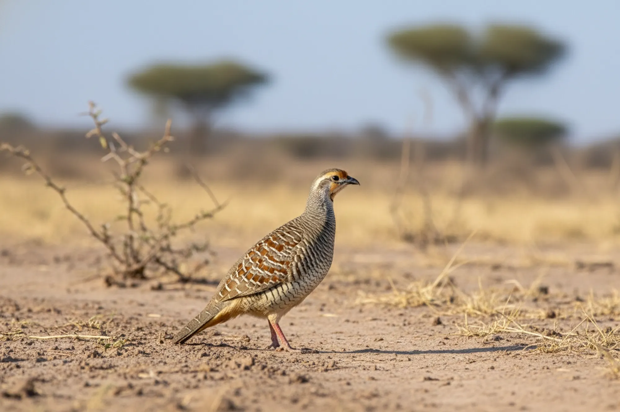 grey francolin