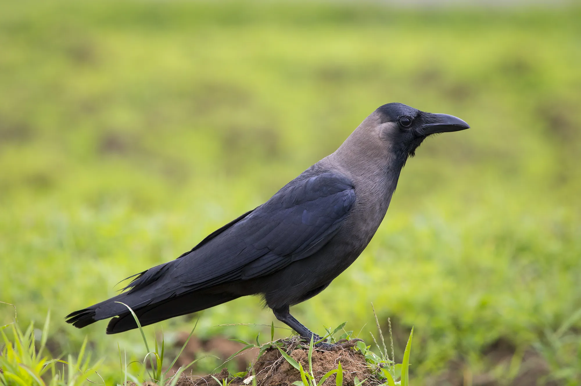 house crow