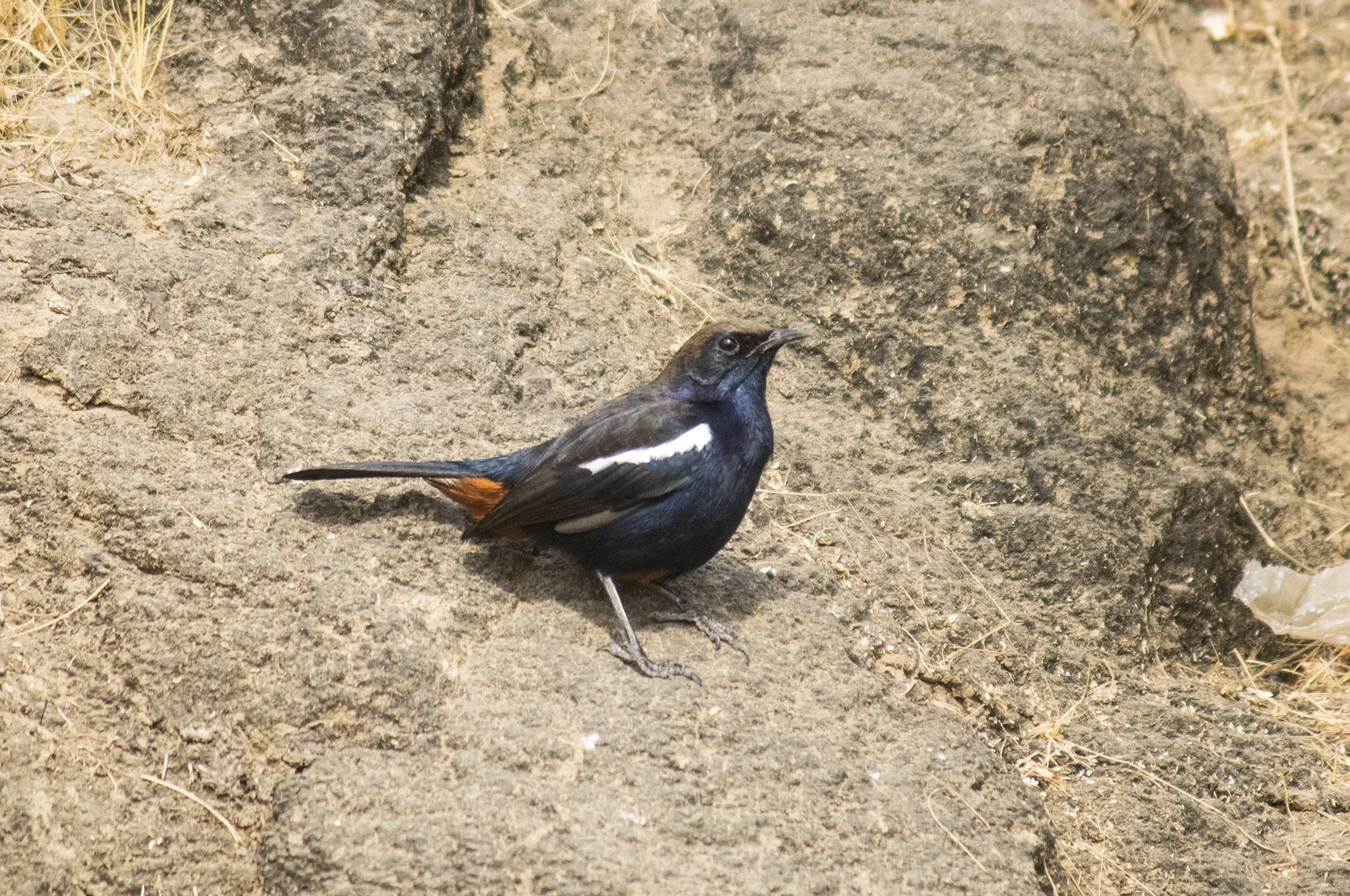 indian robin
