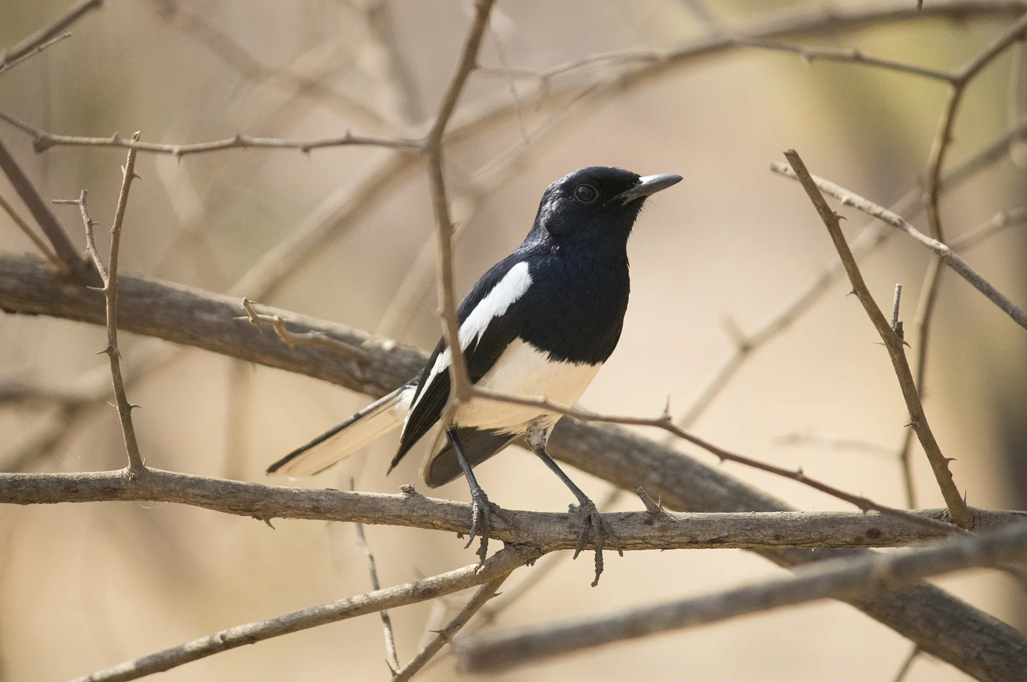 oriental magpie robin
