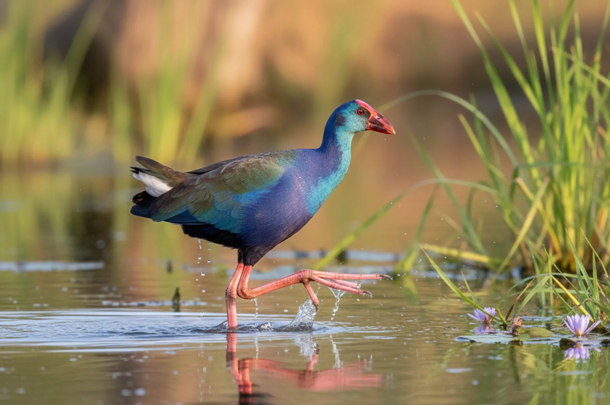 purple swamphen