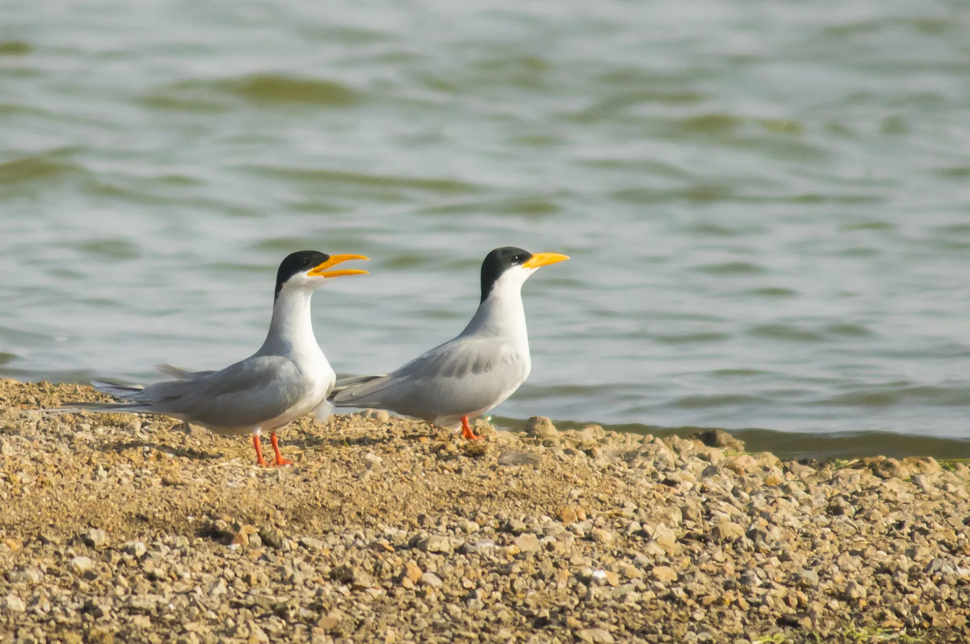 river tern