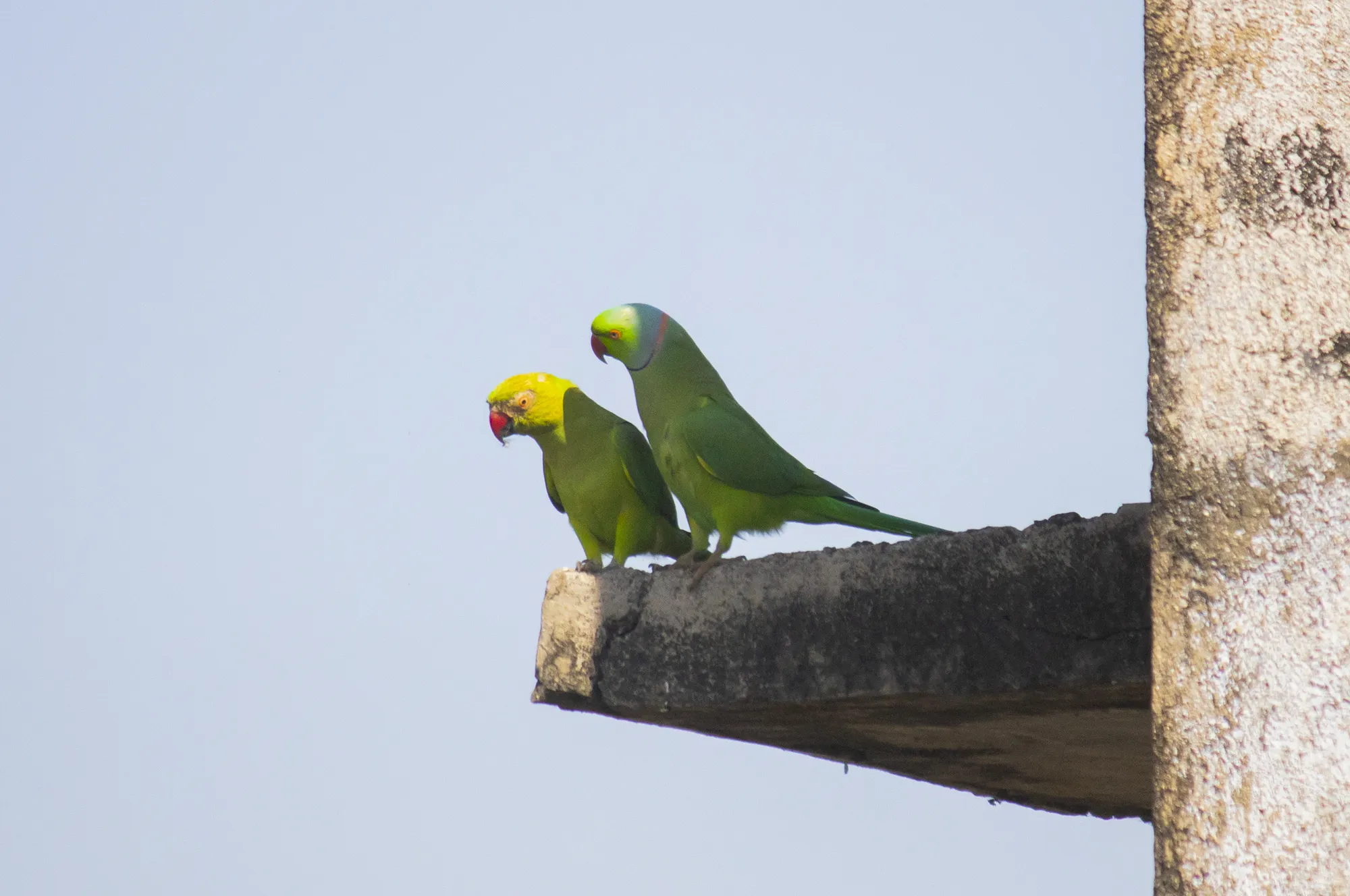 rose ringed parakeet