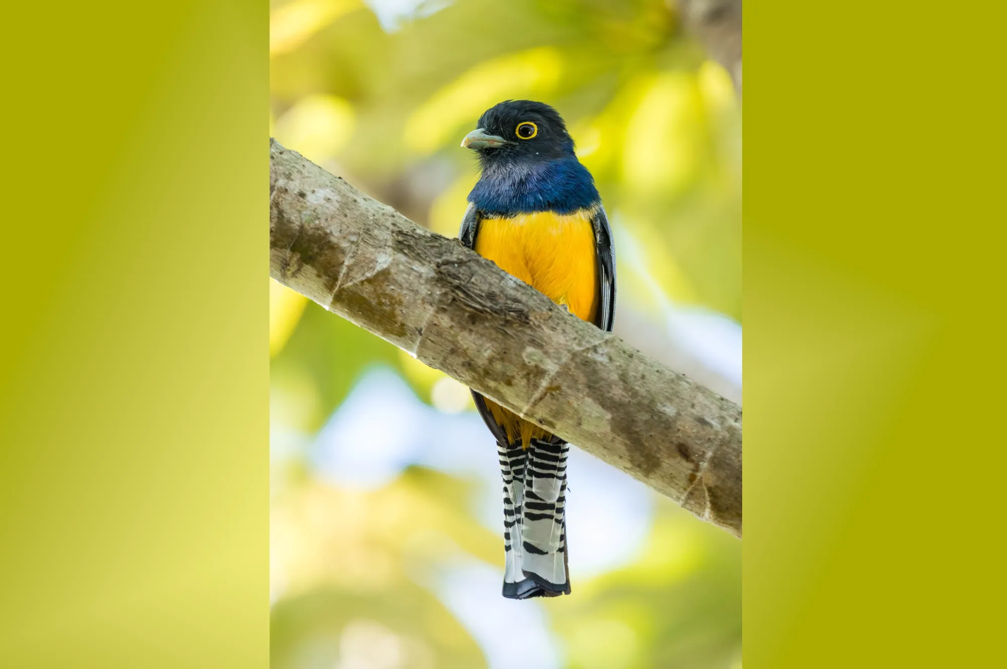 wards trogon