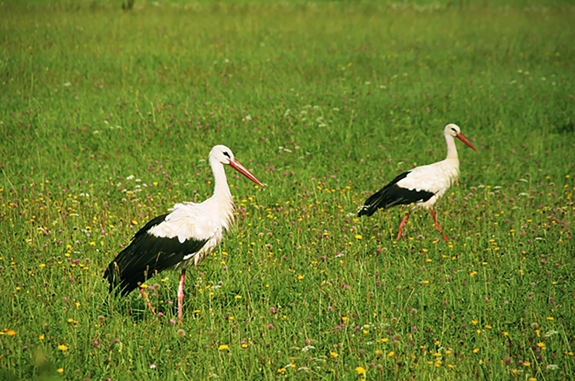white stork
