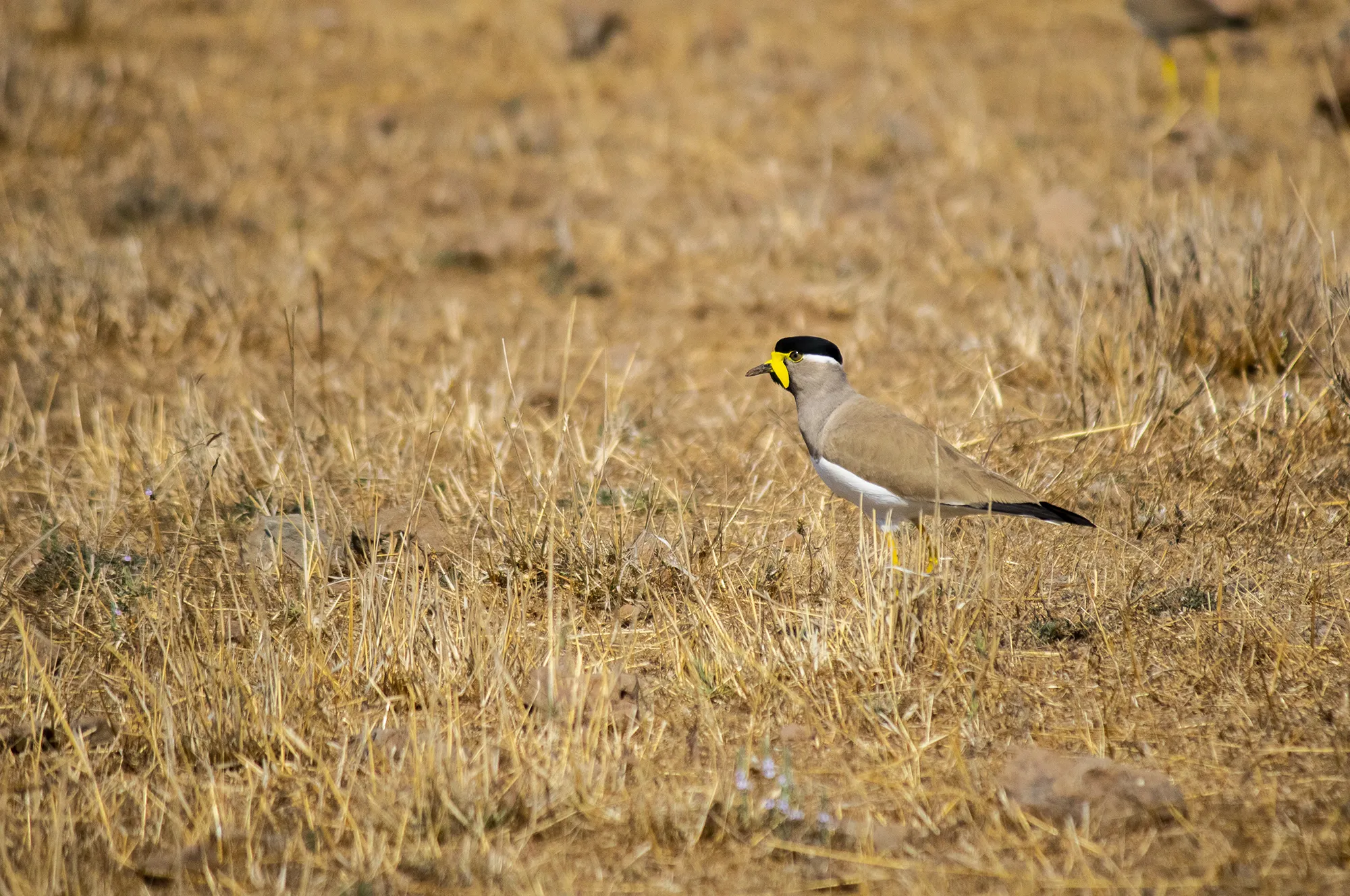 yellow wattled lapwing