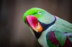 uploads/birds/small/alexandrine-parakeet.webp