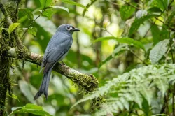 uploads/birds/small/ashy-drongo.webp