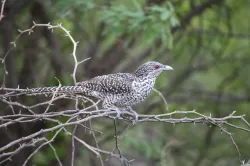 uploads/birds/small/asian-koel.webp