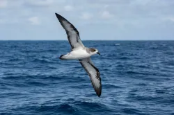 baraus petrel