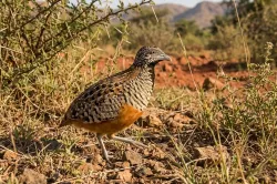 barred buttonquail