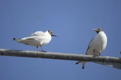 uploads/birds/small/black-headed-gull.webp