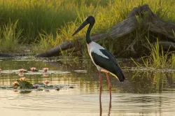 uploads/birds/small/black-necked-stork.webp