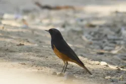 uploads/birds/small/black-redstart.webp