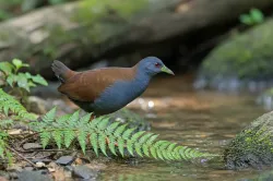 uploads/birds/small/black-tailed-crake.webp