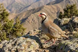 uploads/birds/small/chukar.webp
