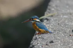 uploads/birds/small/common-kingfisher.webp