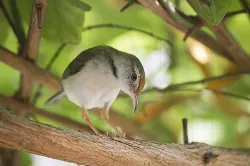 uploads/birds/small/common-tailorbird-2.webp