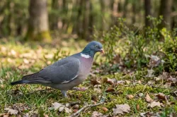 uploads/birds/small/common-woodpigeon.webp