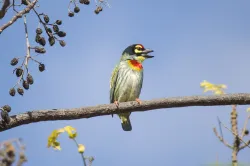 coppersmith barbet