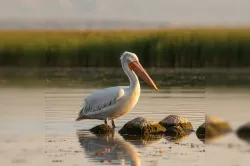 uploads/birds/small/dalmatian-pelican.webp