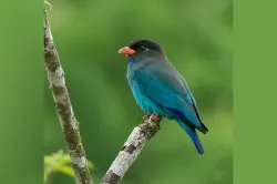 uploads/birds/small/dollarbird.webp