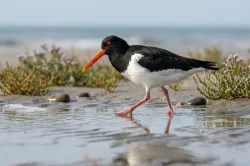 Eurasian Oystercatcher