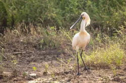 uploads/birds/small/eurasian-spoonbill-2.webp