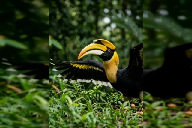uploads/birds/small/great-hornbill-2.webp