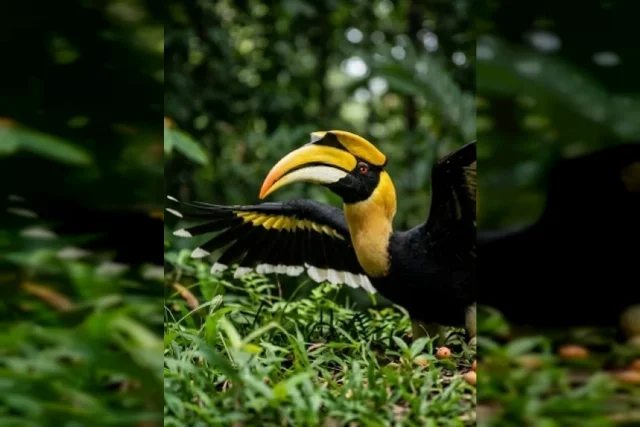 uploads/birds/small/great-hornbill-3.webp