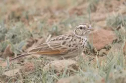indian bushlark