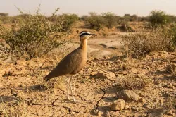 indian courser