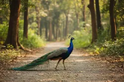 uploads/birds/small/indian-peafowl.webp