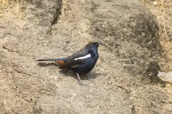 indian robin