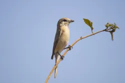 isabelline shrike