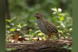 uploads/birds/small/jungle-bush-quail.webp
