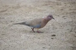 laughing dove