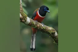 uploads/birds/small/malabar-trogon.webp
