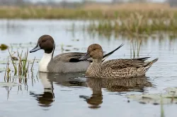 uploads/birds/small/northern-pintail.webp