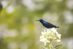 purple sunbird