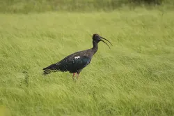 red naped ibis