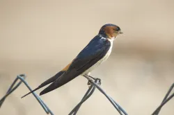 uploads/birds/small/red-rumped-swallow.webp